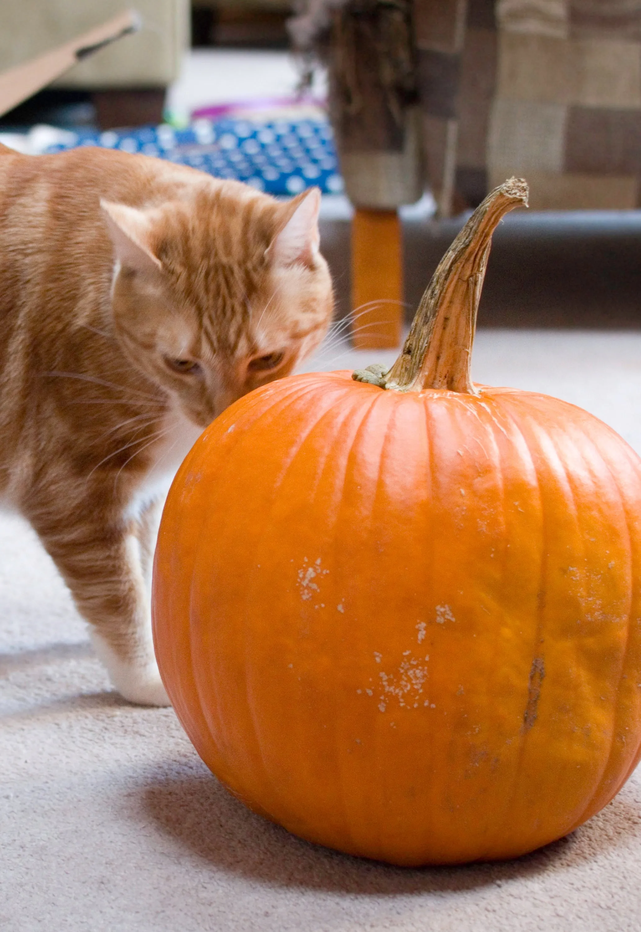 Pumpkin's Spice